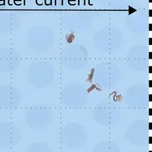 Image of blue and red worms navigating across a maze from left to right. The far right depicts a finish line for the worms. Image of blue and red worms navigating across a maze from left to right. The far right depicts a finish line for the worms.